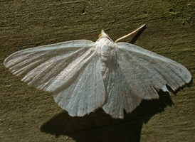 White Vestal